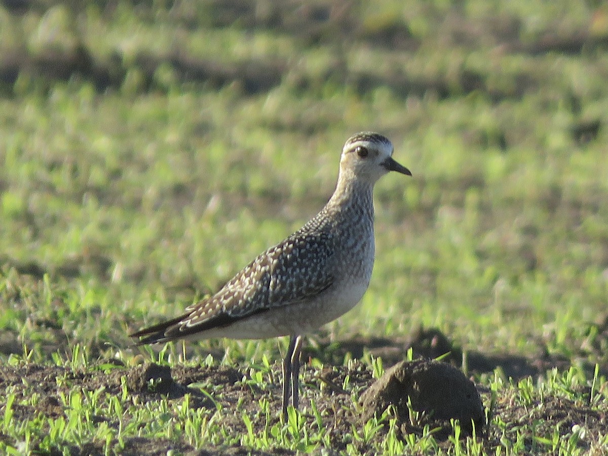 American Golden-Plover - ML379333591