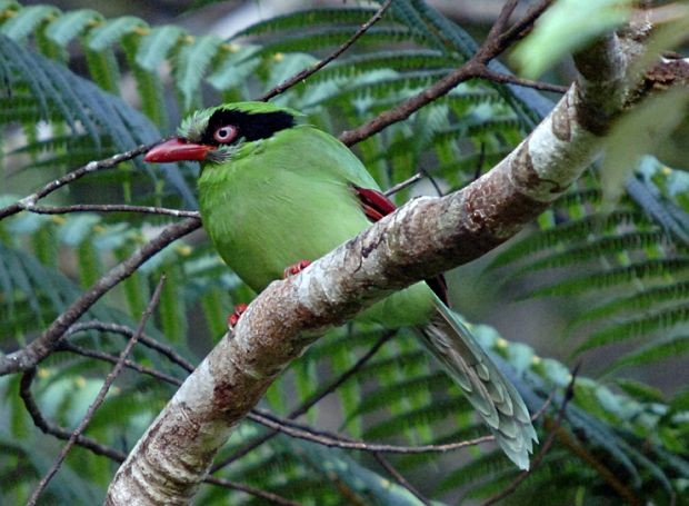 Bornean Green-Magpie - ML379333621