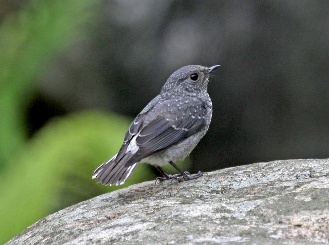 Plumbeous Redstart - ML379333841