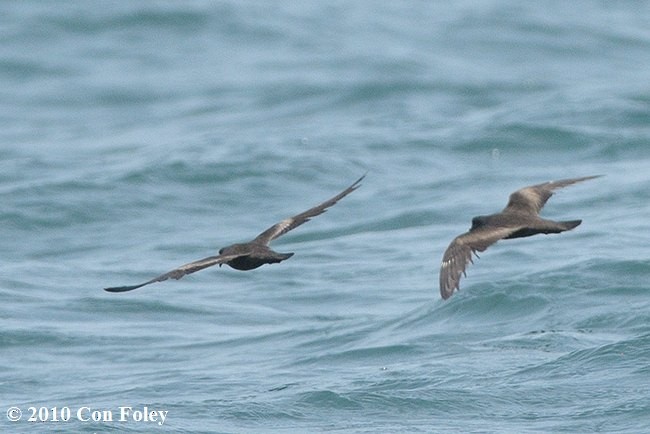 ヒメクロウミツバメ - ML379334051