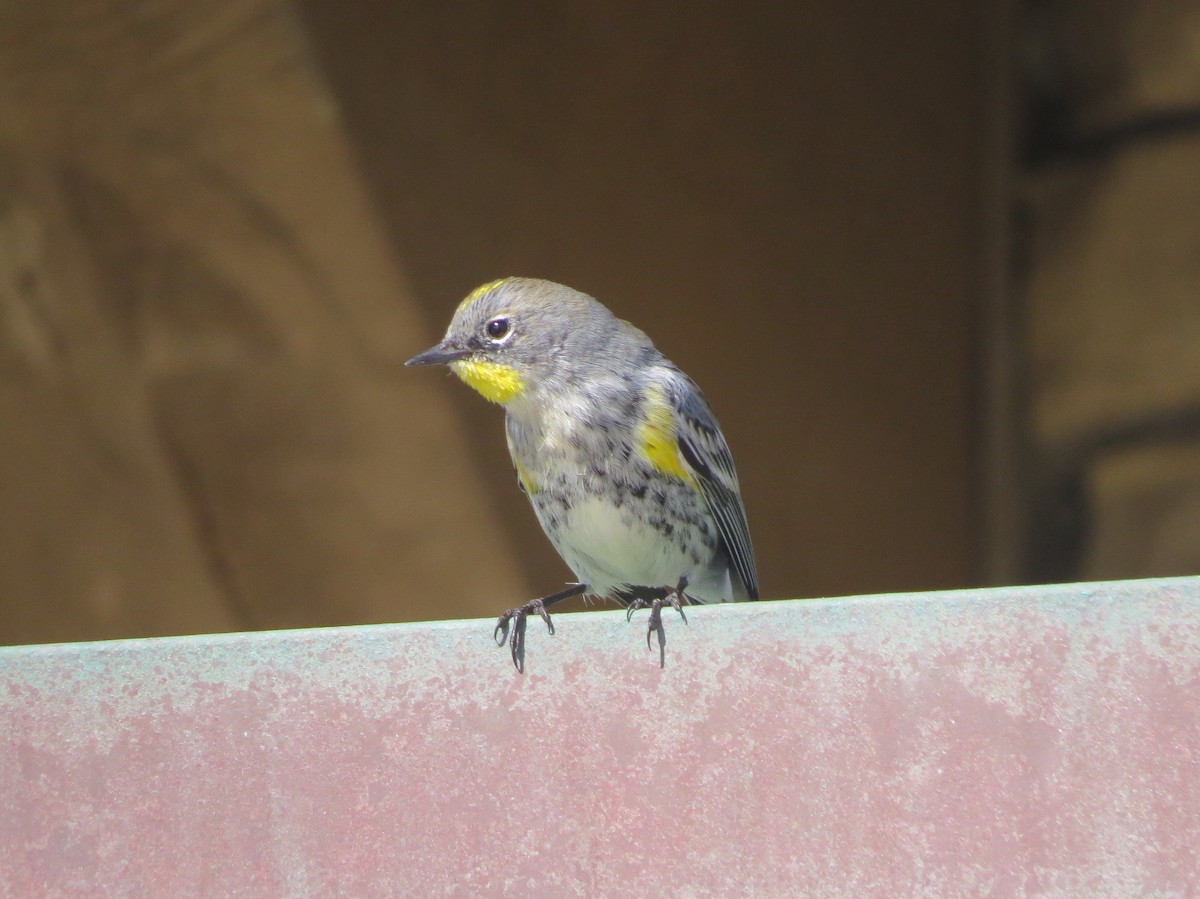 Yellow-rumped Warbler - ML379334981