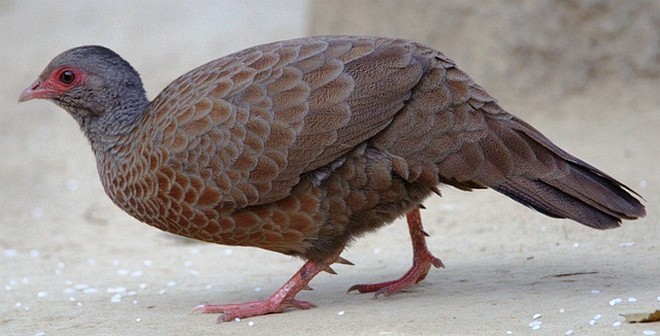 Red Spurfowl - VIKRAM TIWARI