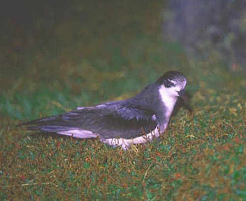 Stejneger's Petrel - Peter Hodum