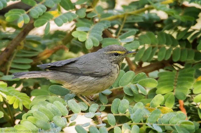 Sulphur-bellied Warbler - ML379335961