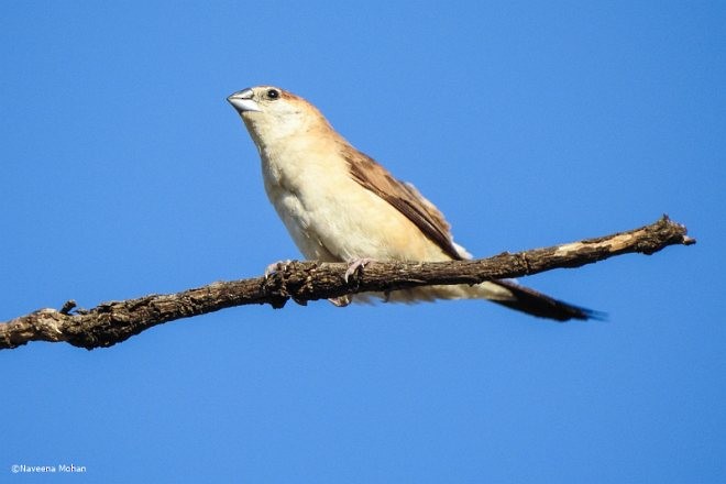 Indian Silverbill - ML379336011