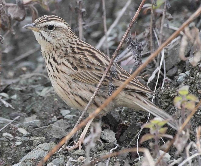 Upland Pipit - ML379336031