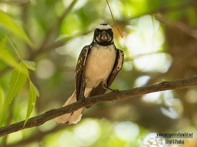 White-browed Fantail - ML379336381