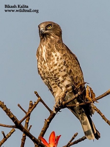 Short-toed Snake-Eagle - Bikash Kalita