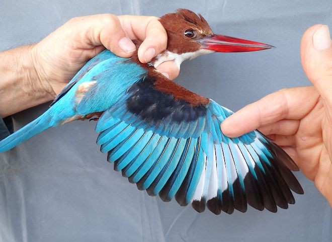 White-throated Kingfisher - ML379336691