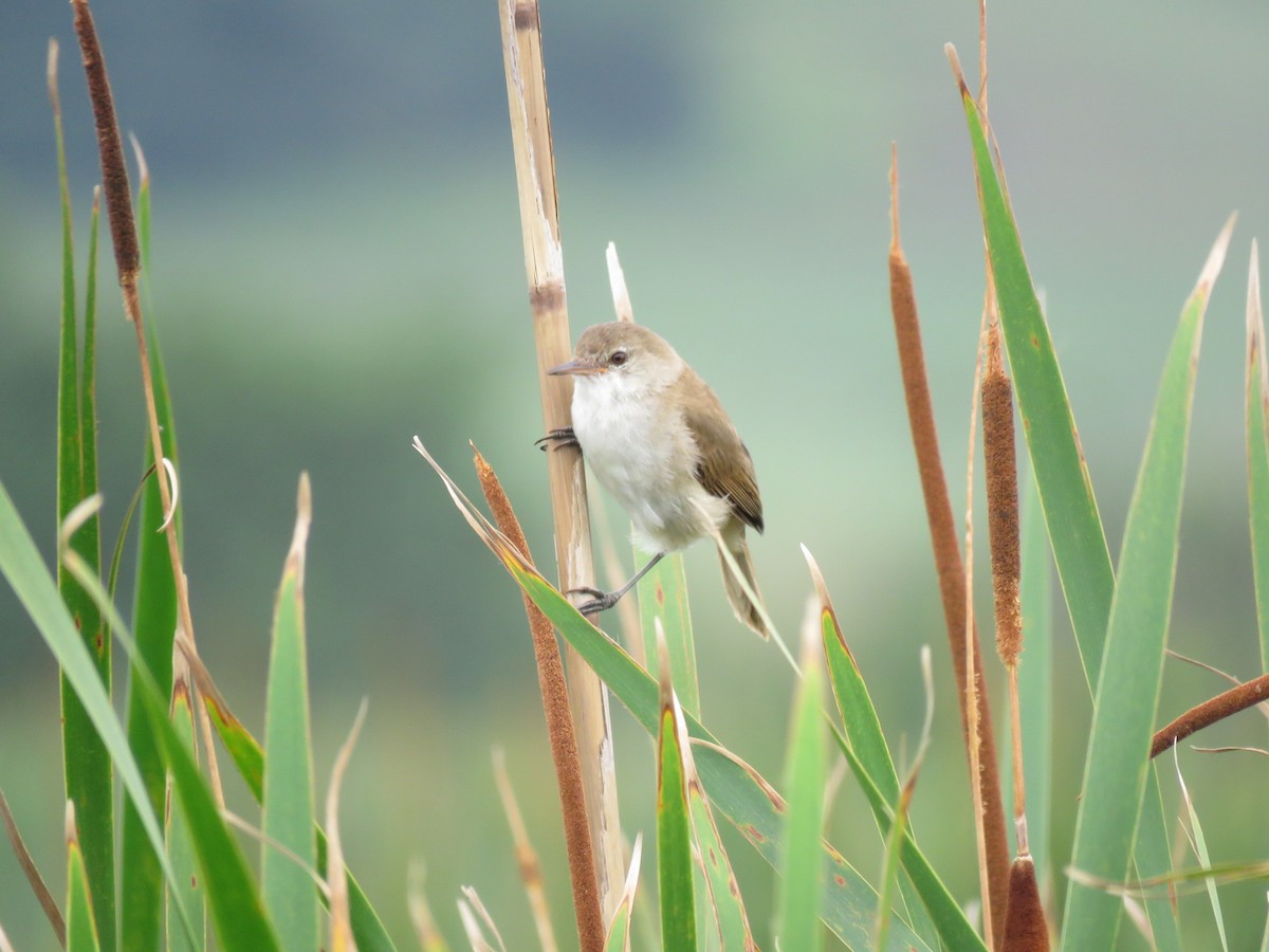 Common Reed Warbler (African) - Brad Arthur