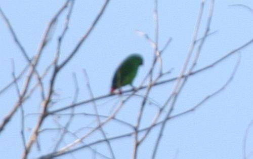 Wallace's Hanging-Parrot - James Eaton