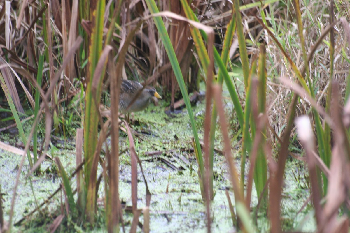 Sora - NE Ohio Duck Tracker - JUDY   ( ')>