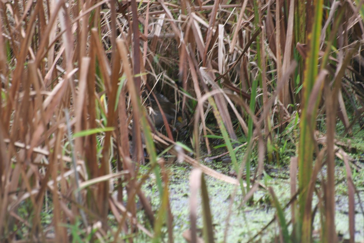 Sora - NE Ohio Duck Tracker - JUDY   ( ')>