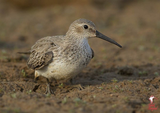 Dunlin - ML379338081