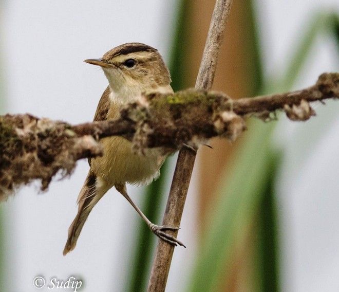 Black-browed Reed Warbler - ML379338291