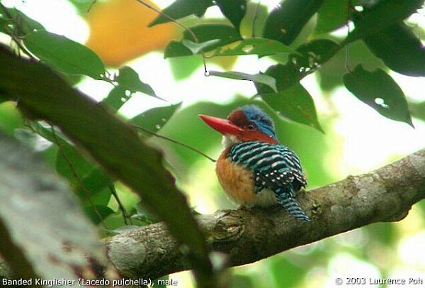 Banded Kingfisher (Banded) - ML379338561