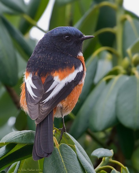 White-throated Redstart - ML379338731