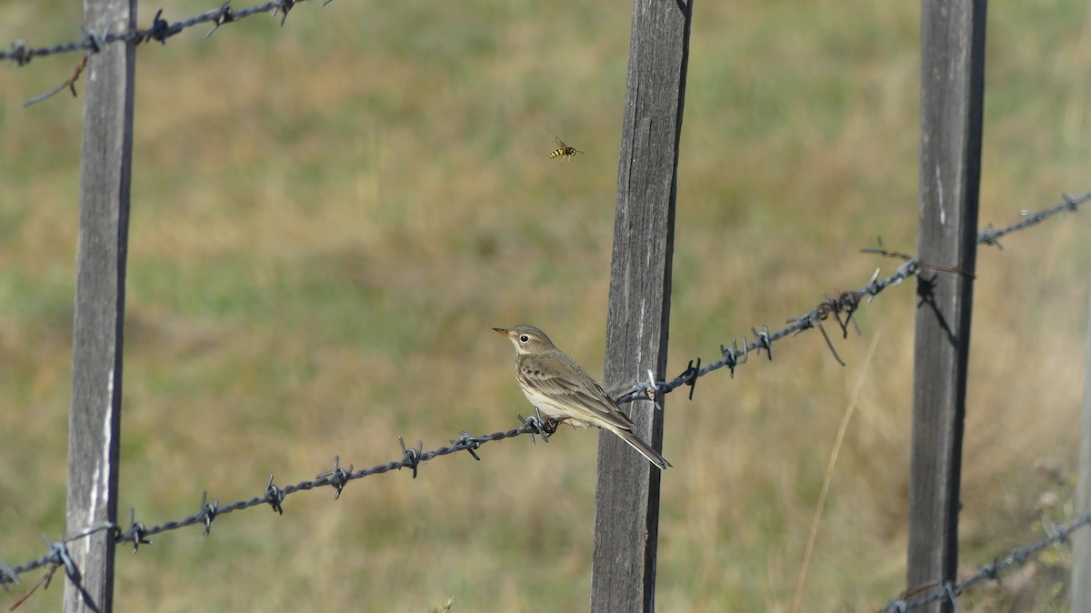 American Pipit - ML379338881