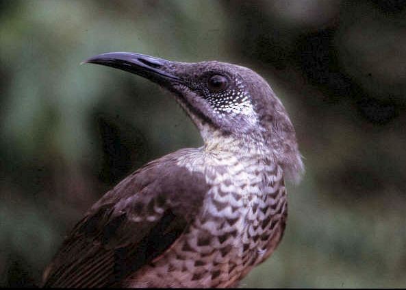 White-tufted Honeyeater - ML379339031