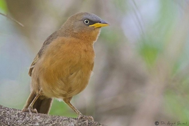 Rufous Babbler - ML379339091