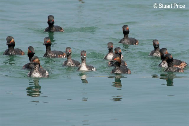 Eared Grebe - ML379339211