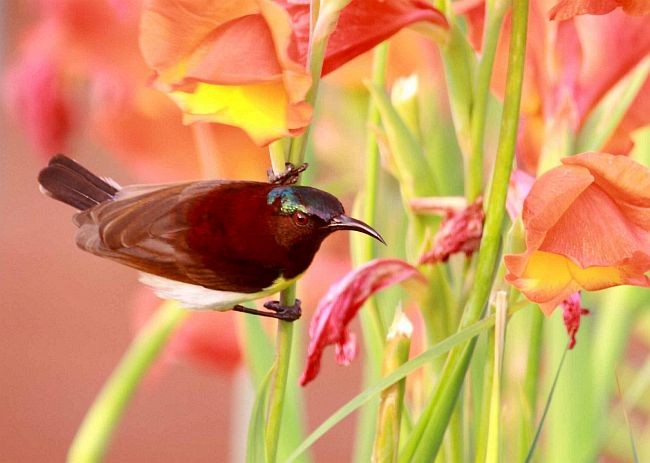 Purple-rumped Sunbird - ML379339911