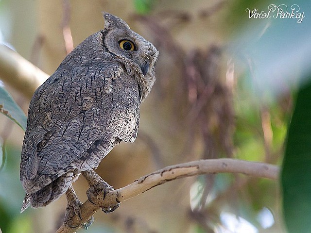 Pallid Scops-Owl - Pankaj Maheria