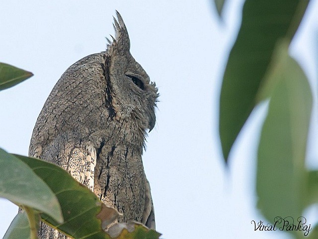 Pallid Scops-Owl - ML379339991