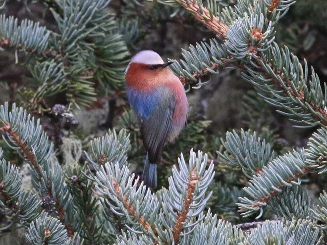 Crested Tit-Warbler - ML379340621