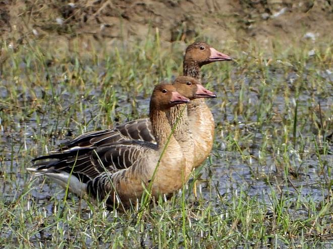 ハイイロガン（rubrirostris） - ML379340731