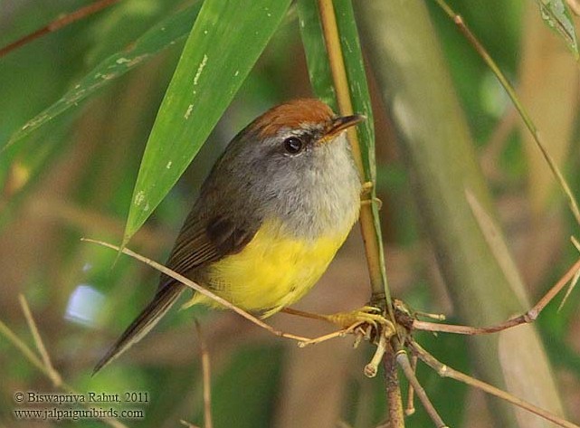 Broad-billed Warbler - ML379341301
