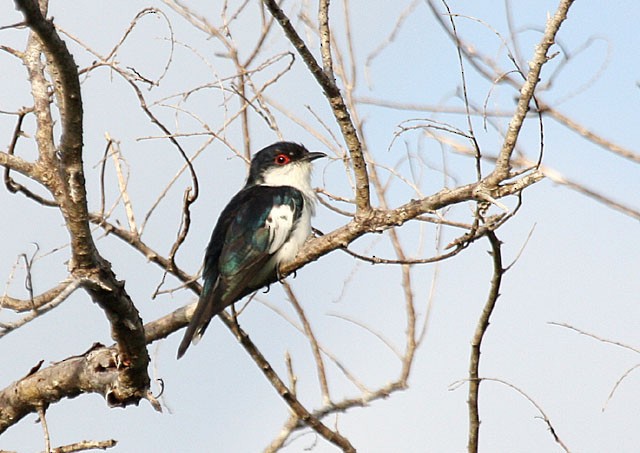 Pied Bronze-Cuckoo - ML379341481