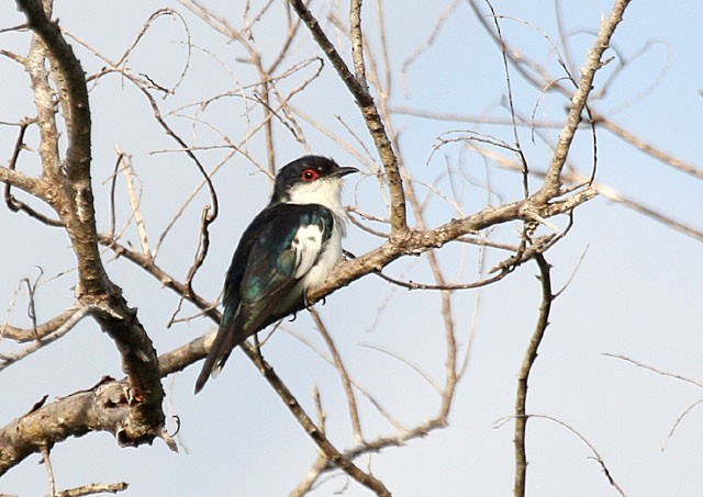 Little Bronze-Cuckoo (Pied) - ML379341481