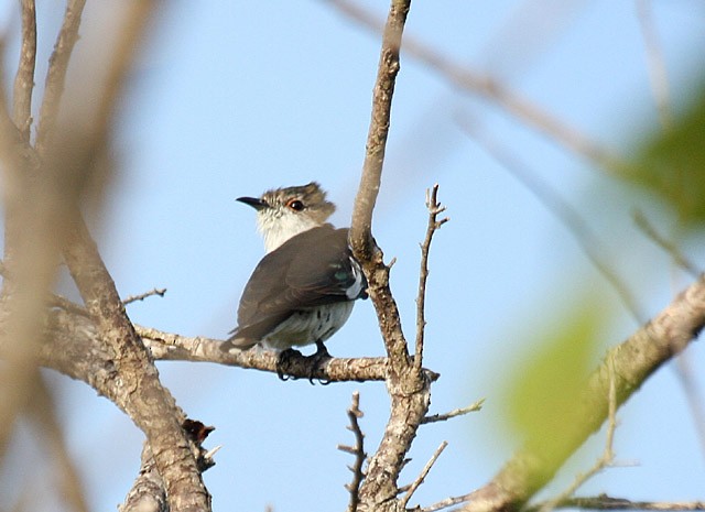 Little Bronze-Cuckoo (Pied) - ML379341581