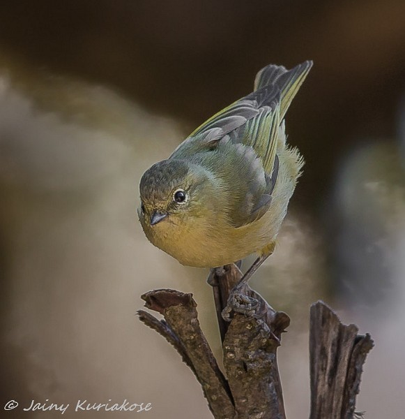 Yellow-browed Tit - ML379341941
