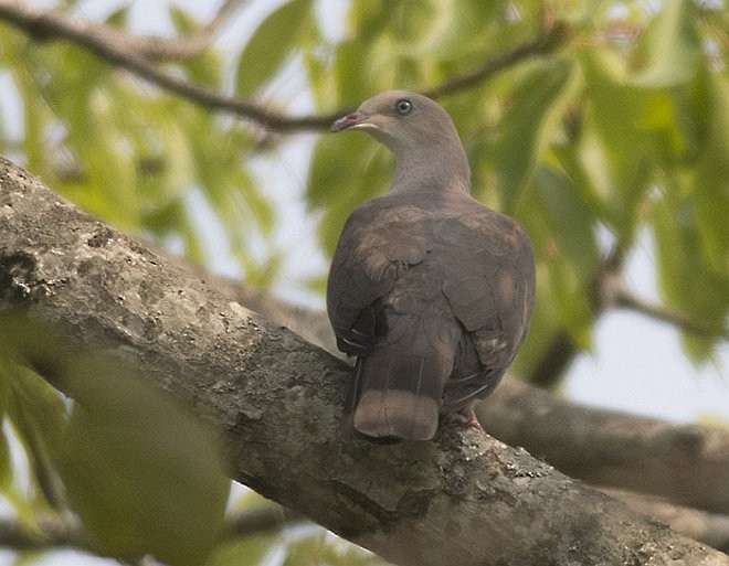 Mountain Imperial-Pigeon - ML379343291