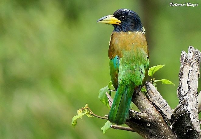 Great Barbet - ML379343671