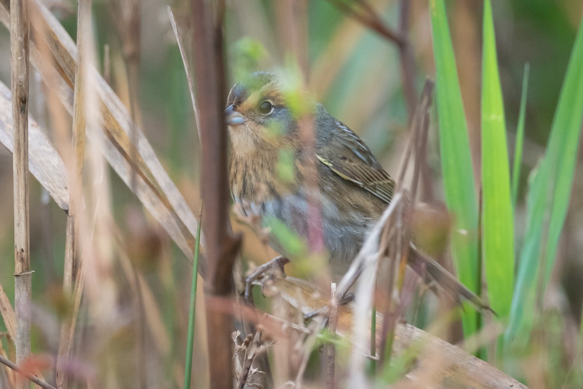 Nelson's Sparrow - ML379343881