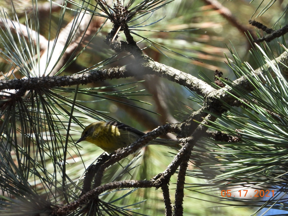 Pine Warbler - Bob Anderson