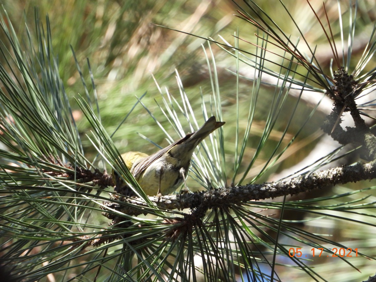 Pine Warbler - Bob Anderson