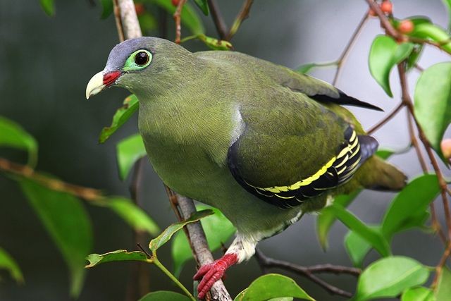 Thick-billed Green-Pigeon (Thick-billed) - Mervin Quah