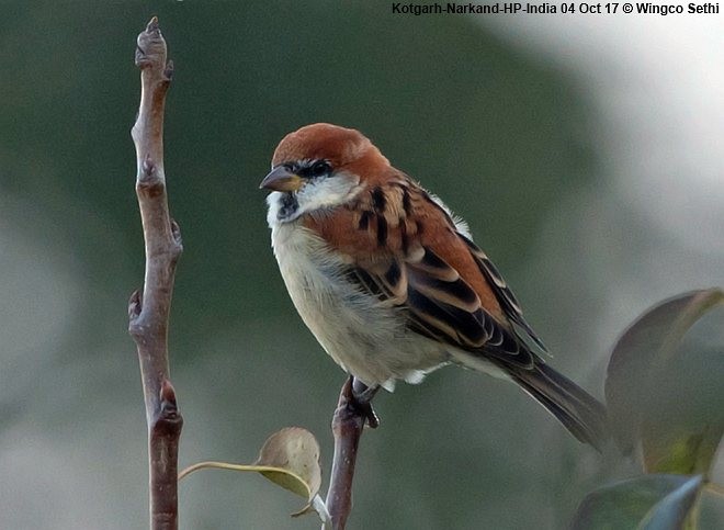 Russet Sparrow - Wg Cdr Vijay K Sethi