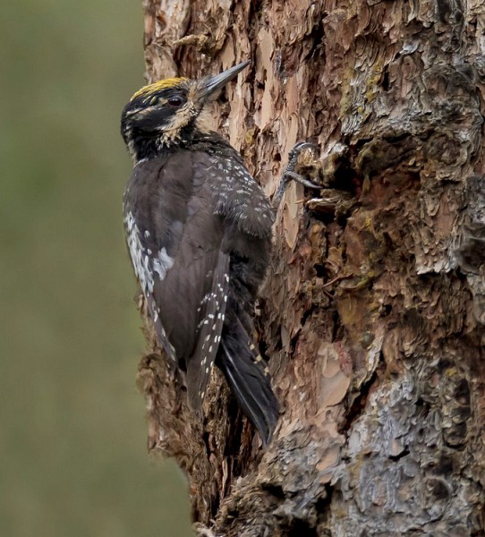 Eurasian Three-toed Woodpecker (Dark-bodied) - ML379344521