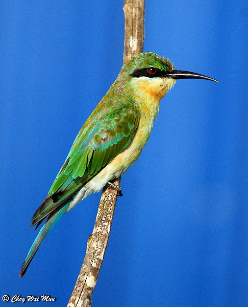Blue-tailed Bee-eater - ML379344561