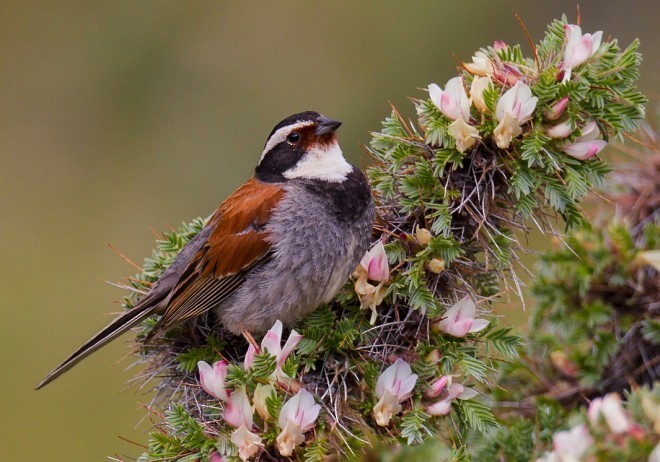 Tibetan Bunting - Paul Jones