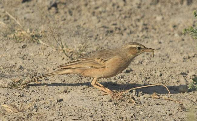 Long-billed Pipit (Persian) - ML379344801