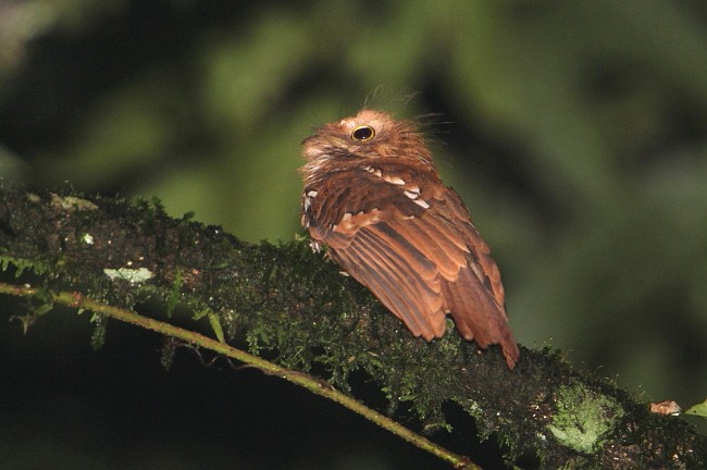 Sumatran Frogmouth - Janos  Olah