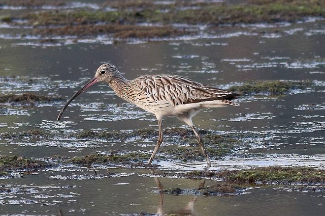 Eurasian Curlew - ML379345781