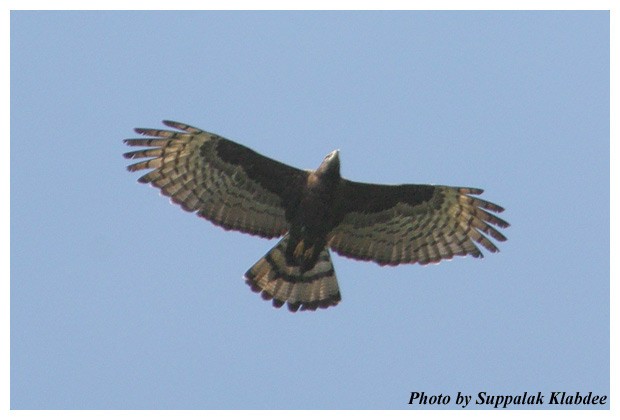 東方蜂鷹 - ML379345851