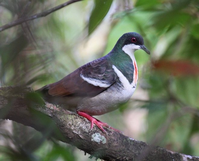 Negros Bleeding-heart - ML379345961